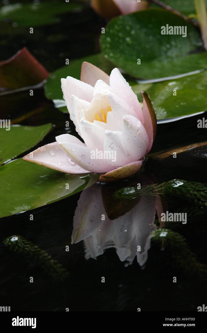 Solitary water lily in a quiet pond hi-res stock photography and images ...