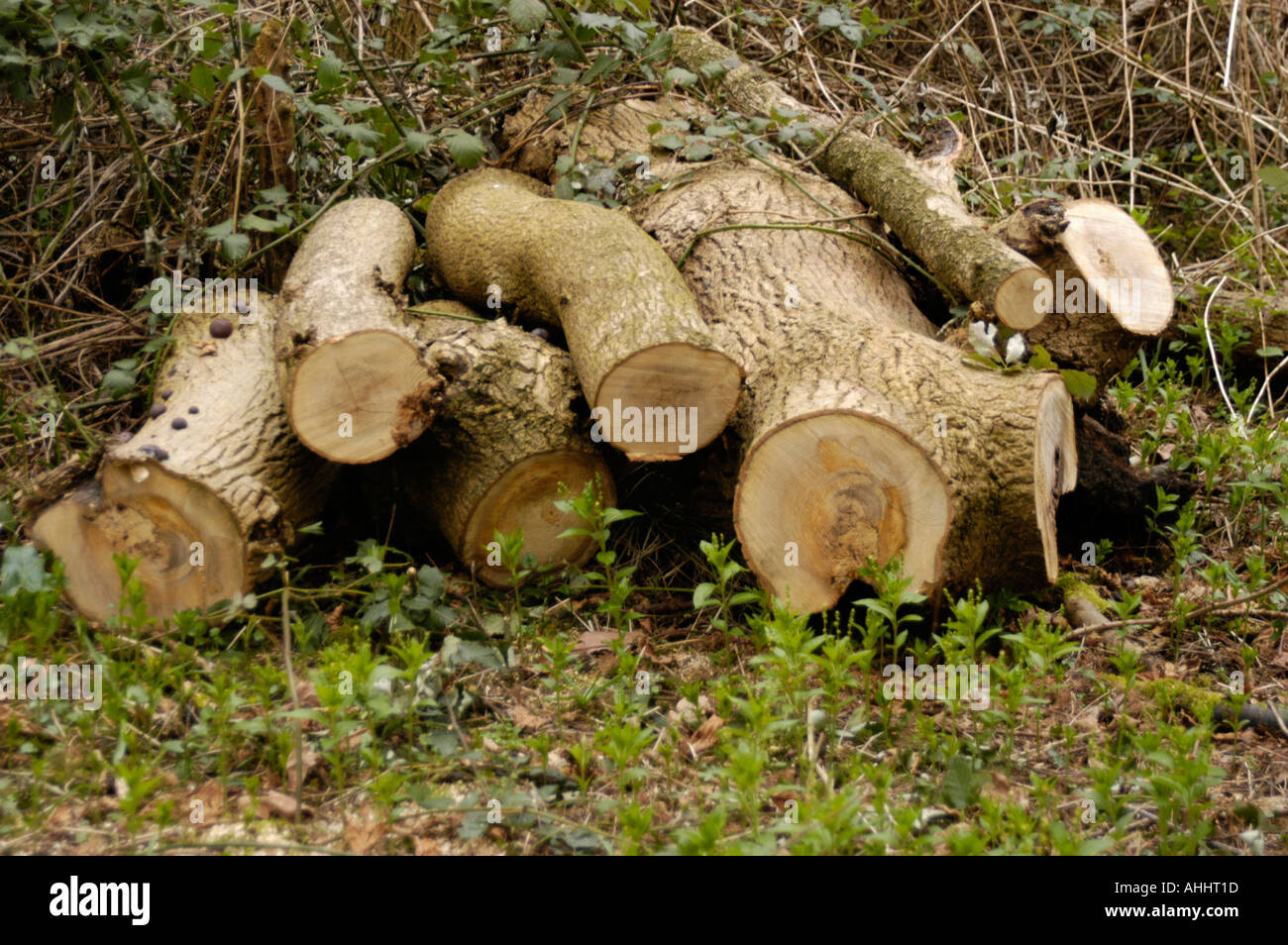 Sawn Logs in the woods Stock Photo