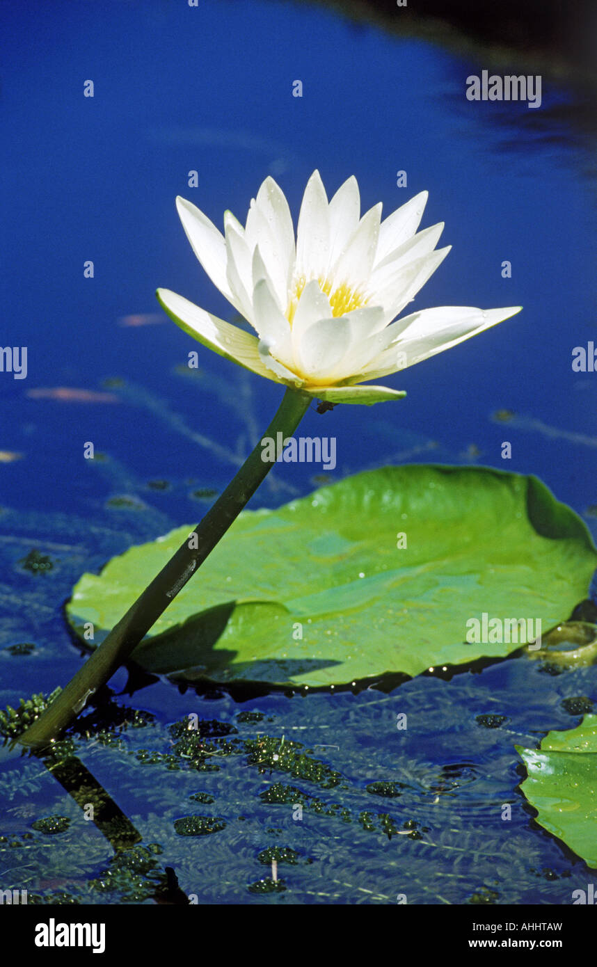 White water lily rising above blue pond and green pods Stock Photo