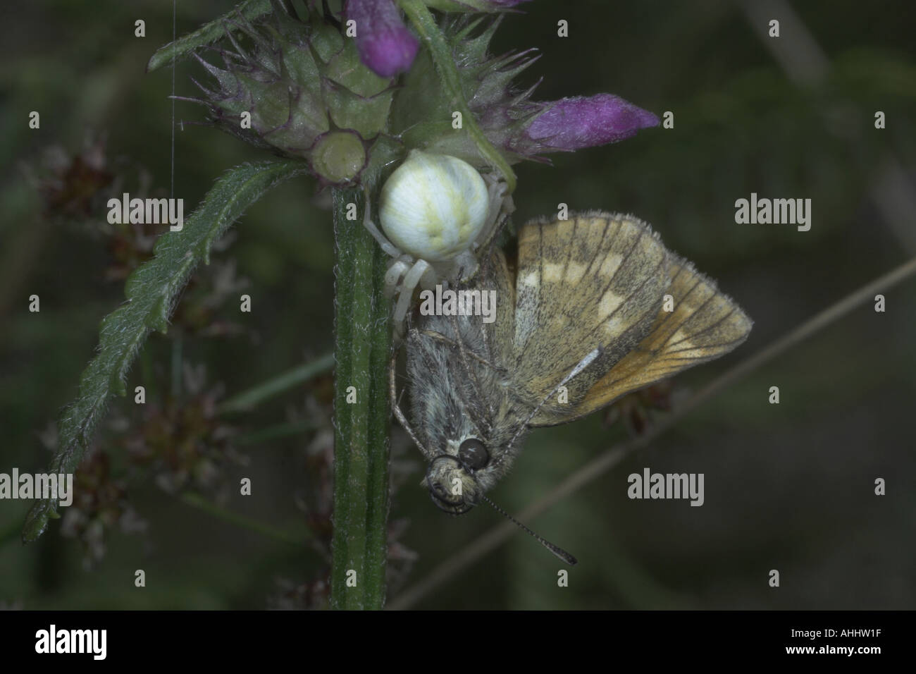 Crab spider with skipper butterfly it has just caught Wyre Forest