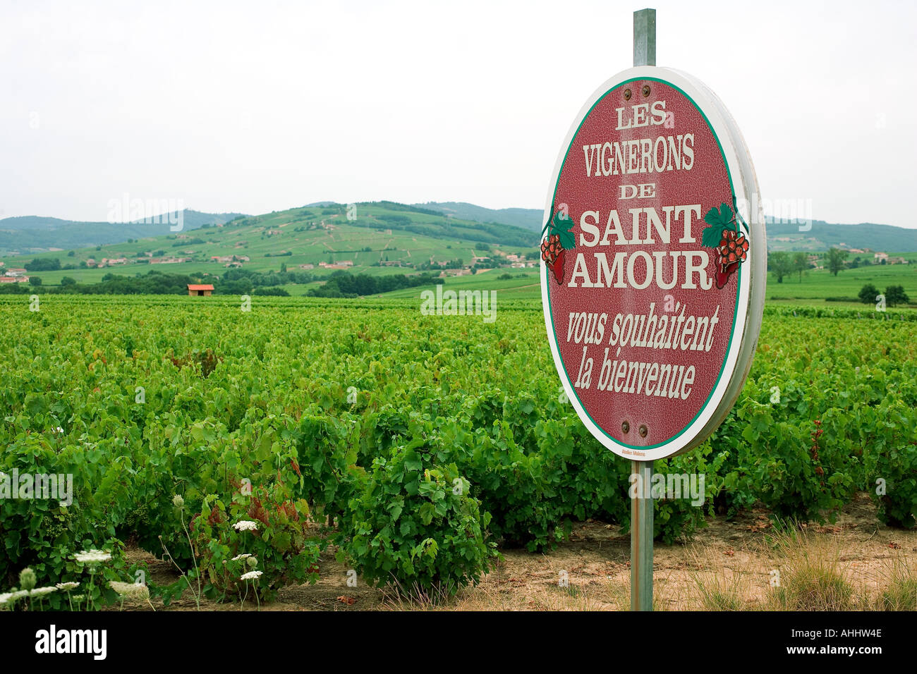 road sign and vineyards "SaintAmour" Beaujolais wine country