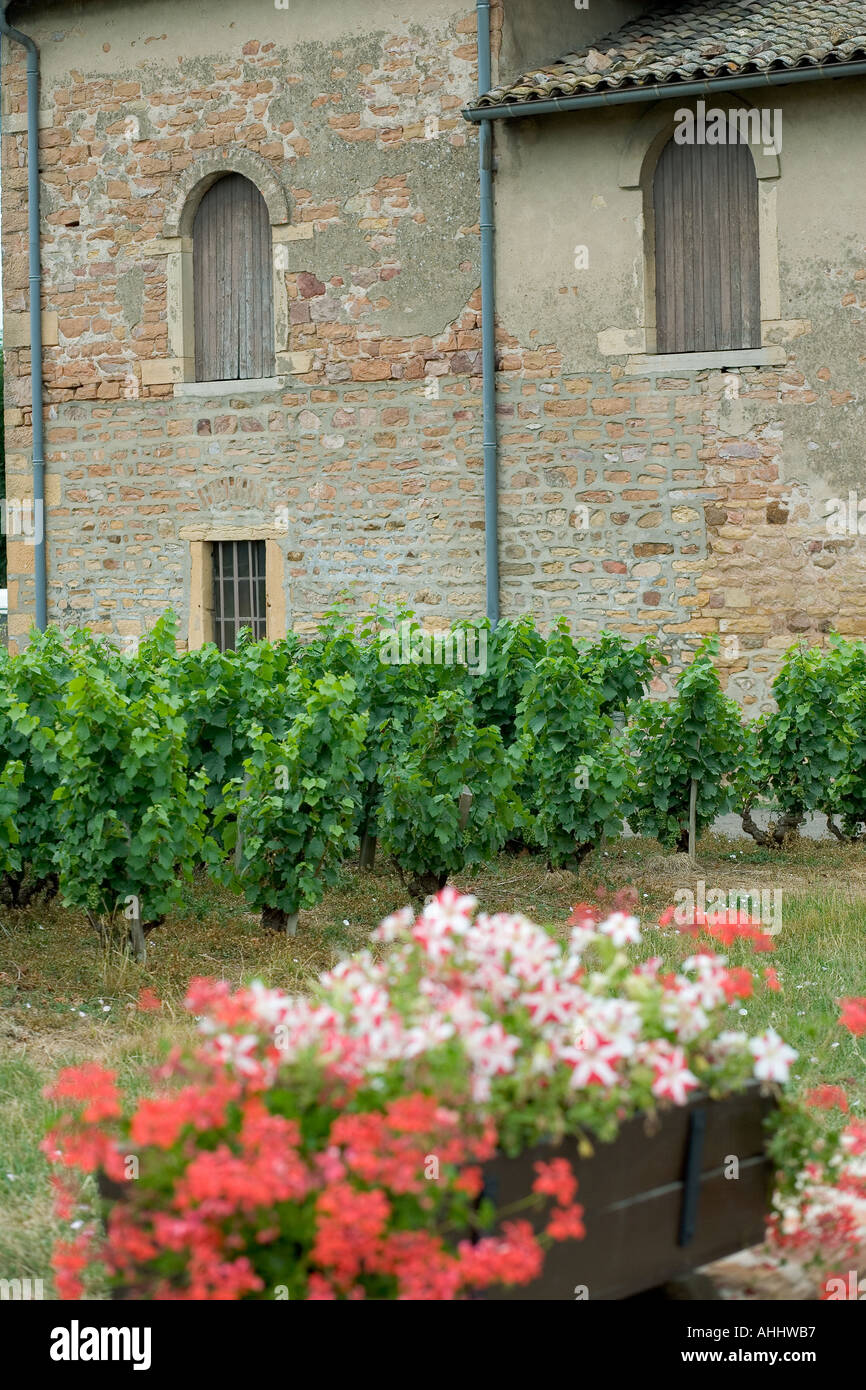 Saint amour hires stock photography and images Alamy