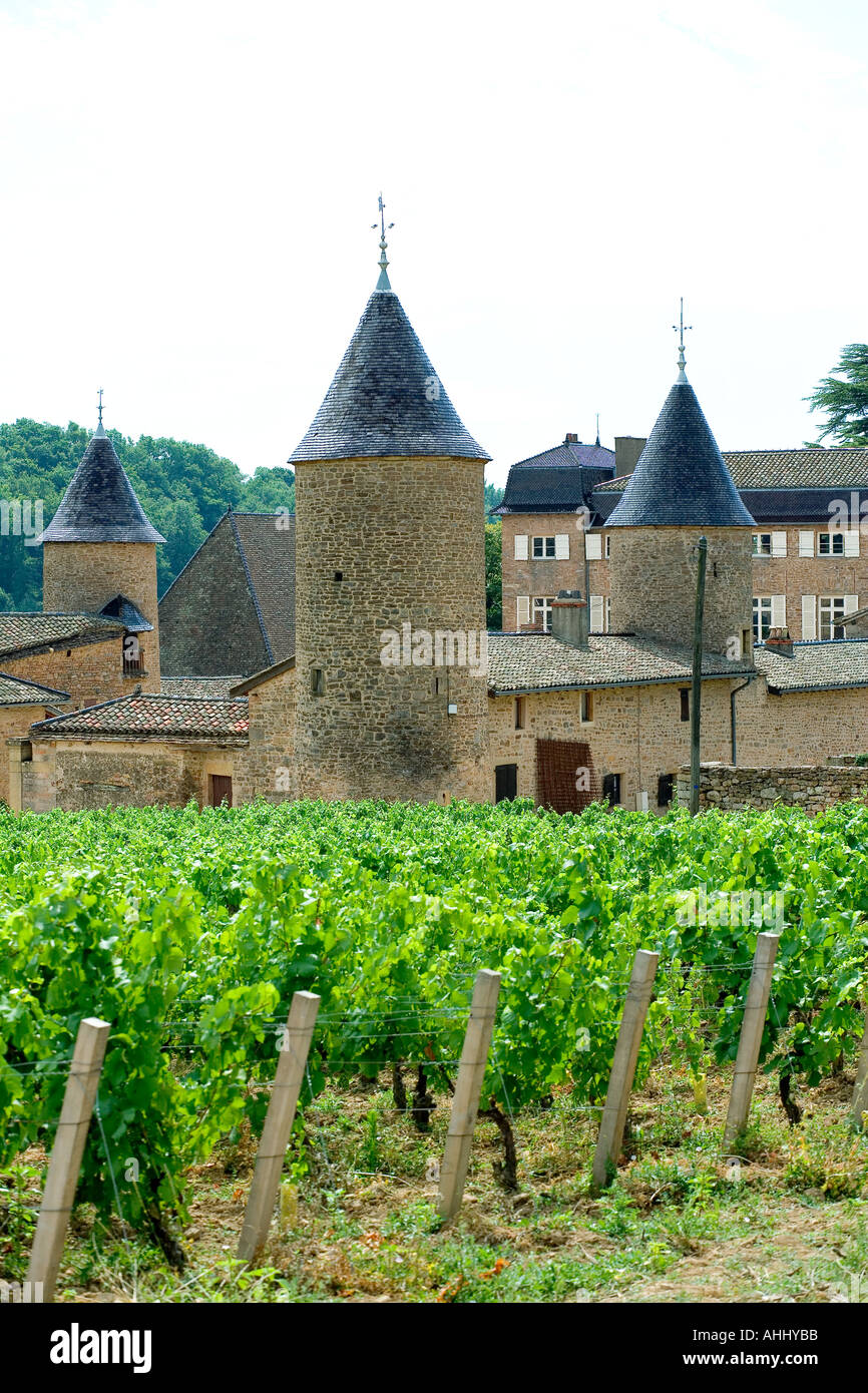 VINEYARD AND  CHASSELAS  CASTLE 14th Century MACONNAIS WINE COUNTRY BURGUNDY FRANCE EUROPE Stock Photo