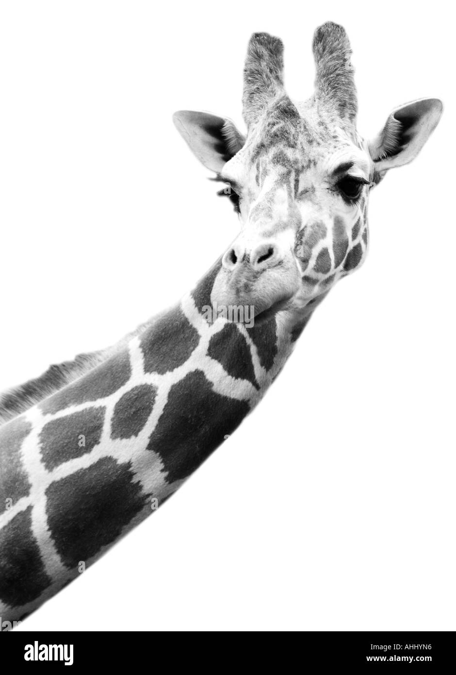 Black and white giraffe hi-res stock photography and images - Alamy