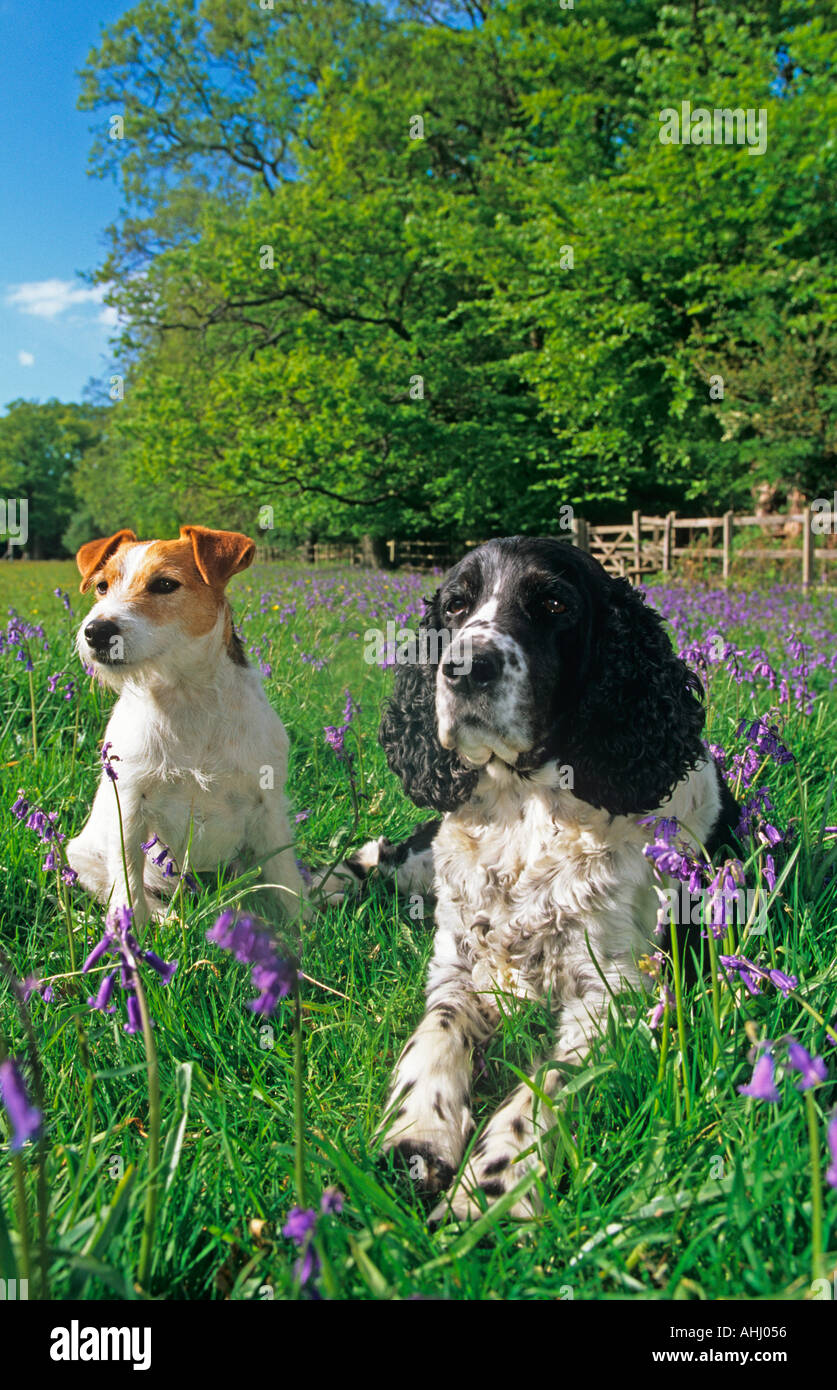 English Springer Spaniel and Jack Russel Terrier Stock Photo