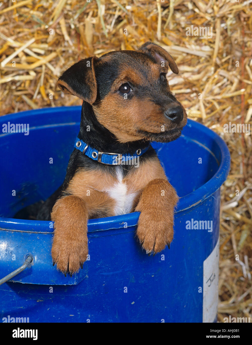Lakeland Terrier Puppy Bucks UK Winter Stock Photo