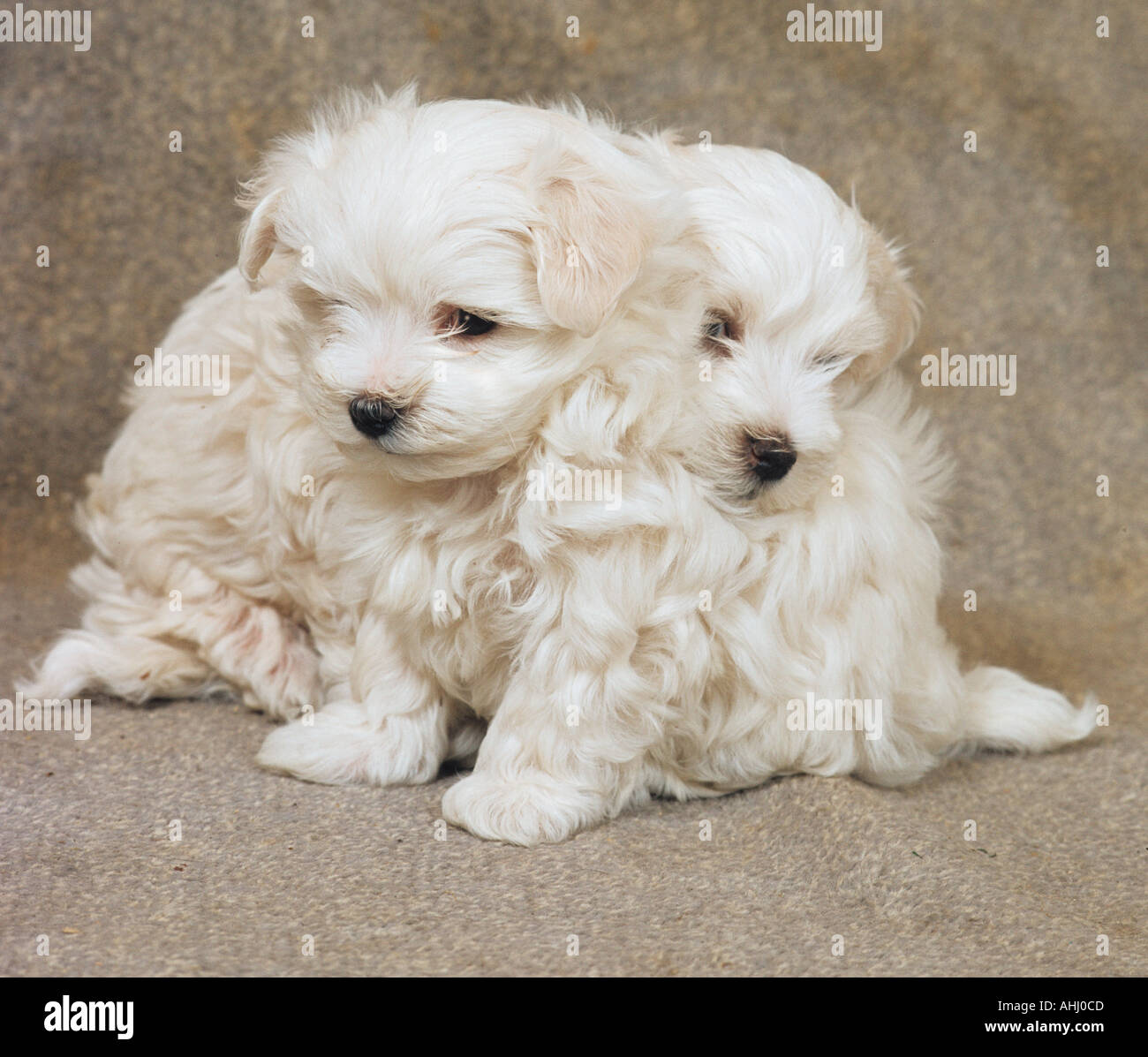 Maltese Terrier Puppies Stock Photo Alamy