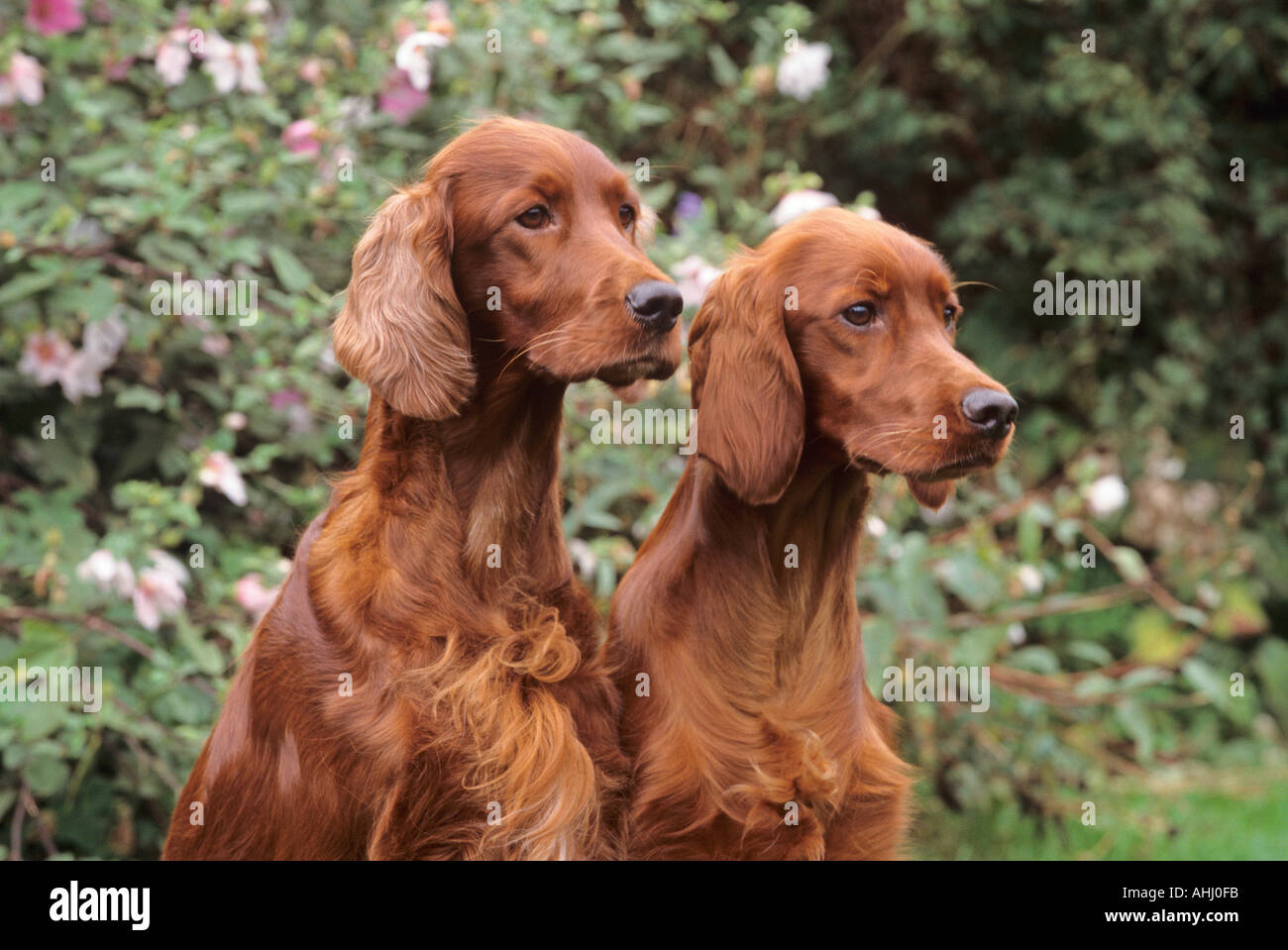 Red Setter Dogs Stock Photo