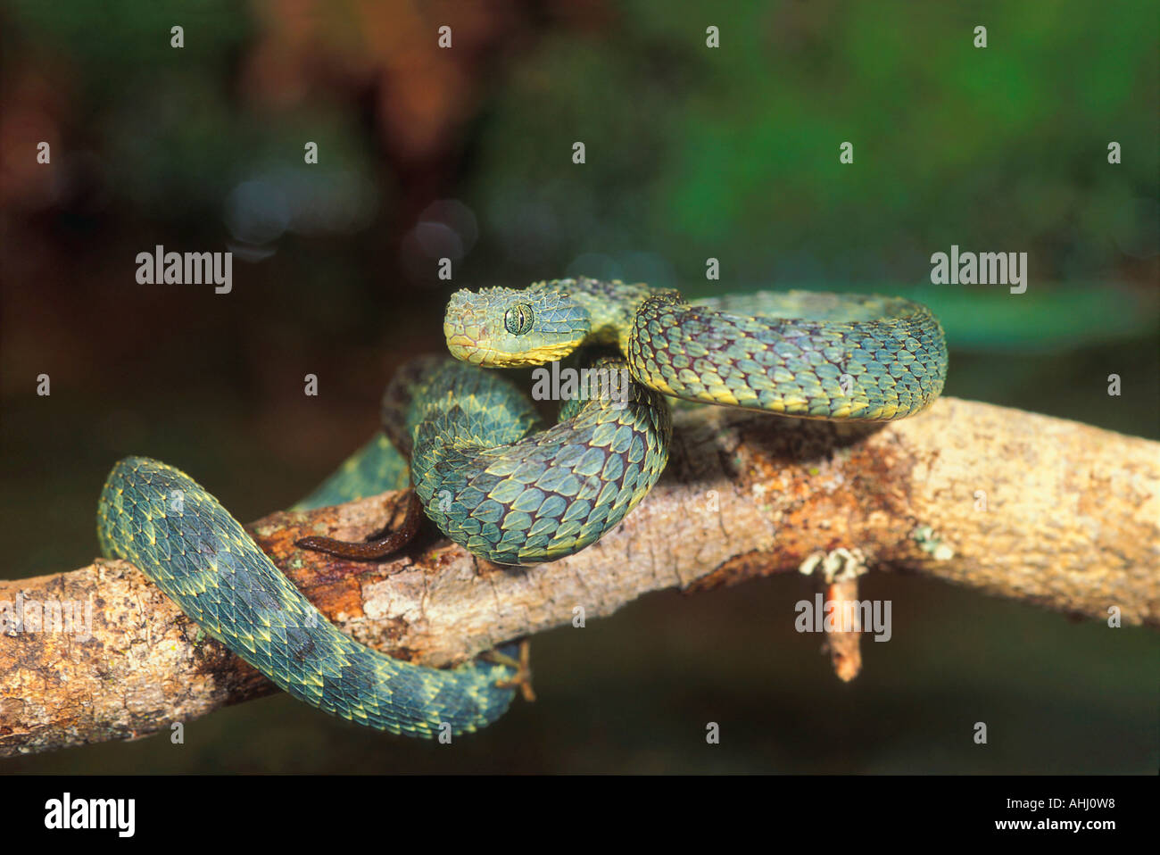 Stock photo of West African tree viper (Atheris chlorechis) portrait, Togo.  Controlled. Available for sale on