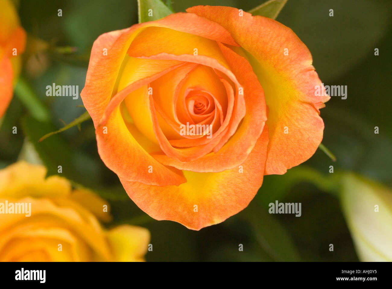 Rosa Circus group floribunda: description of the variety, especially the cultivation 35 Rosa Circus group floribunda: description of the variety, especially the cultivation 70