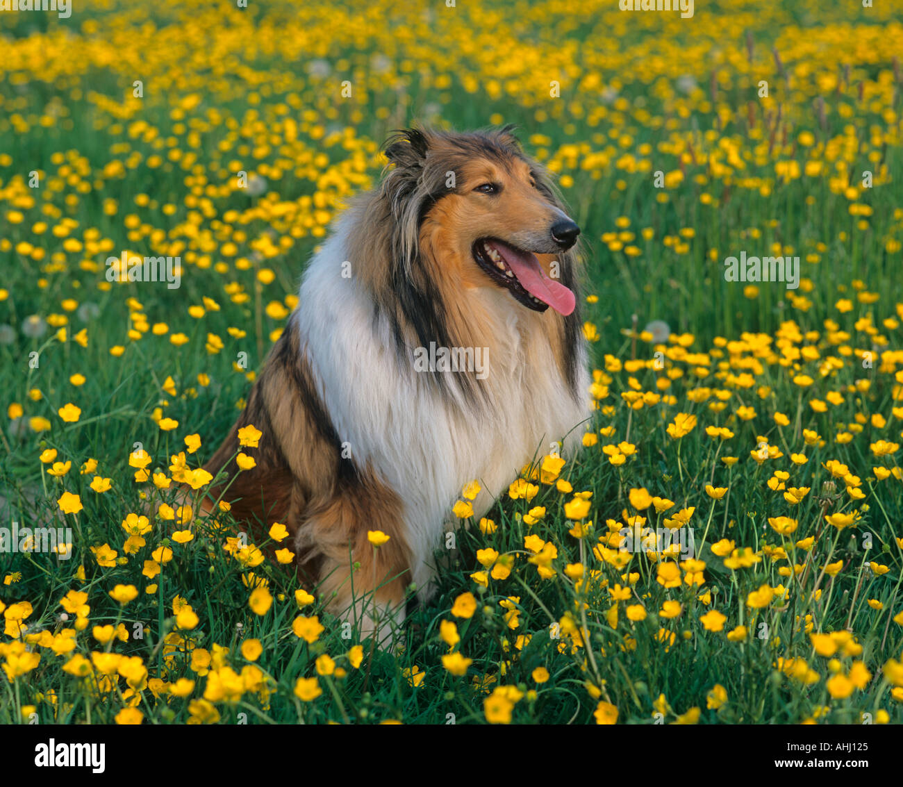 Rough Collie Dog In Buttercup Meadow Summer Stock Photo