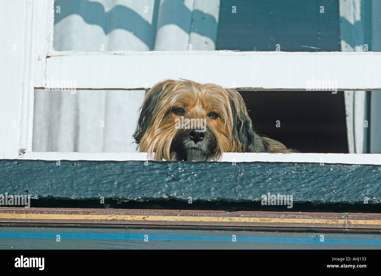 Bearded Collie Looking From Window Stock Photo