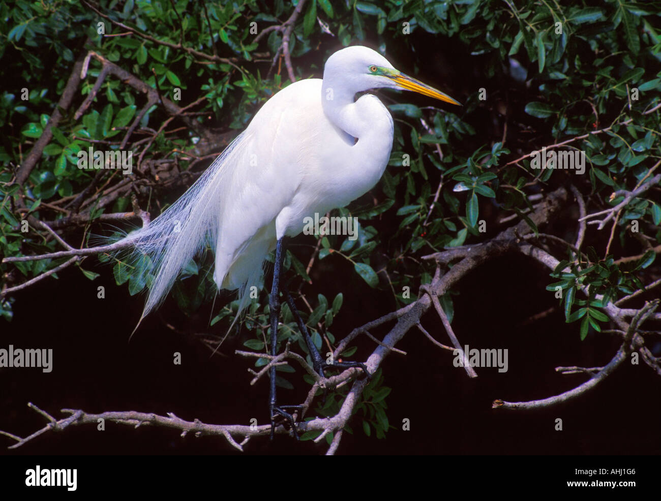 Breeding great egret hi-res stock photography and images - Alamy
