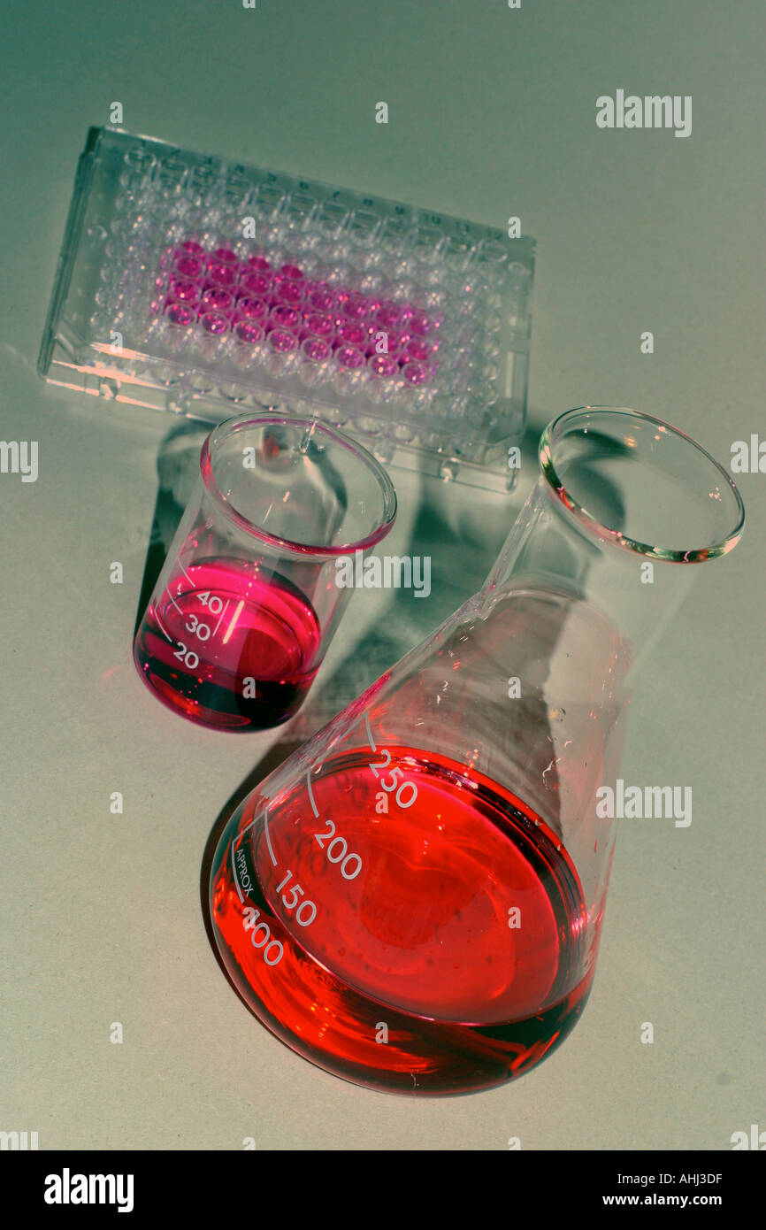 Cell culture flask plates with medium Stock Photo Alamy