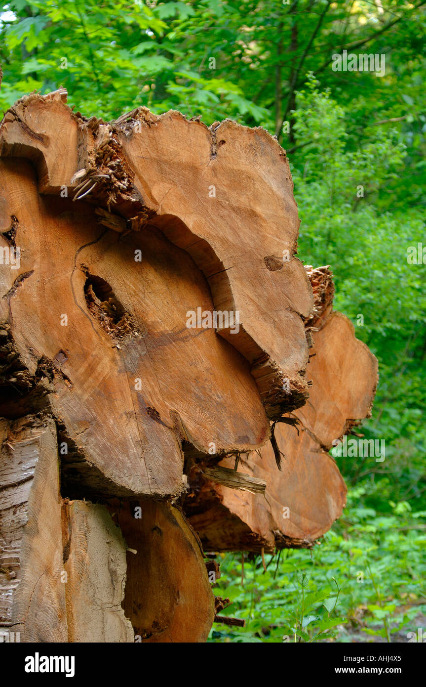 Cut cedar trees Stock Photo Alamy