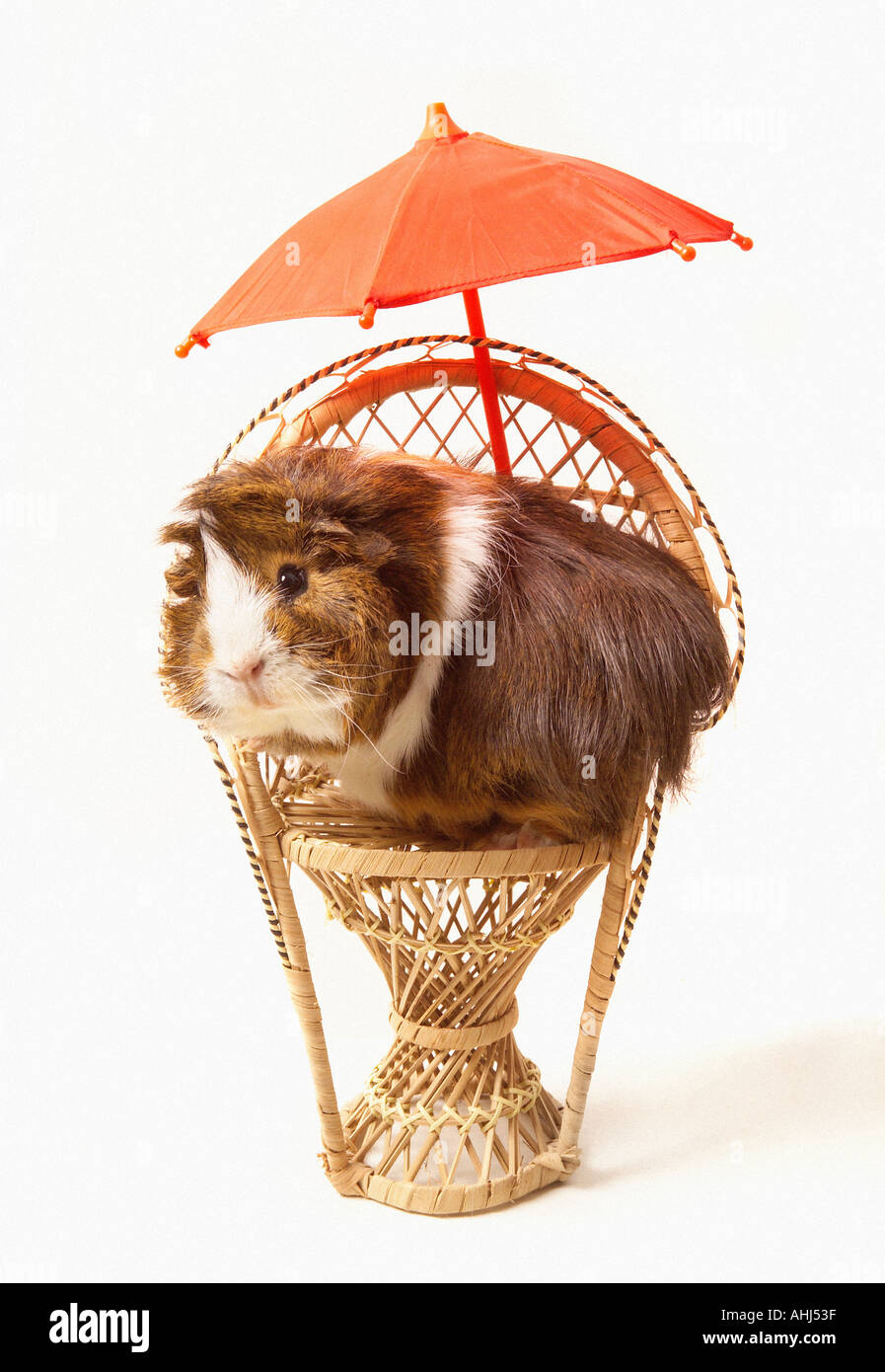 Guinea Pig Umbrella Guinea Pig Umbrella