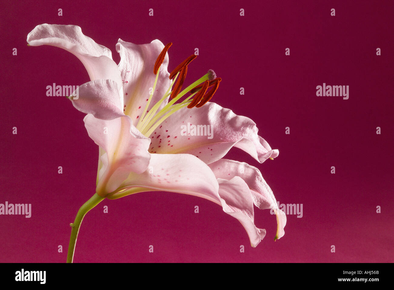 Close up of Lilly flower on pink background Stock Photo