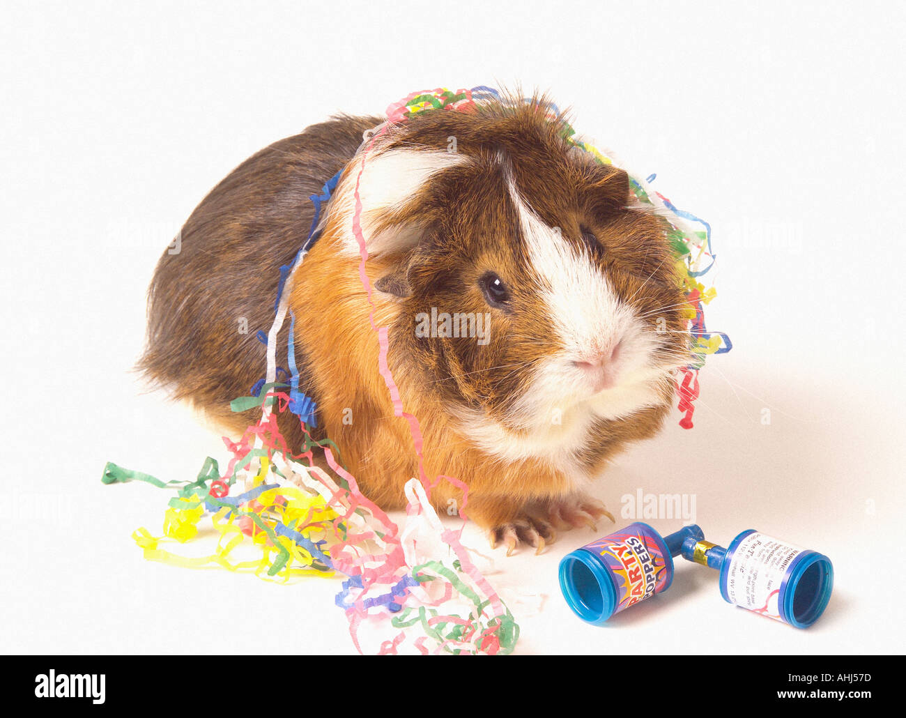 Guinea pig with party poppers and streamers on plain white background Stock Photo
