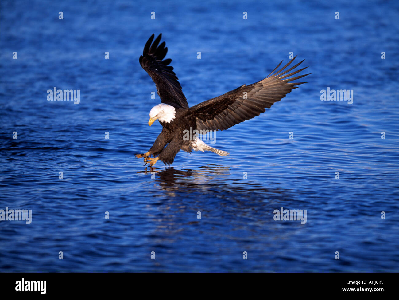 Bald Eagle catching a fish Stock Photo Alamy