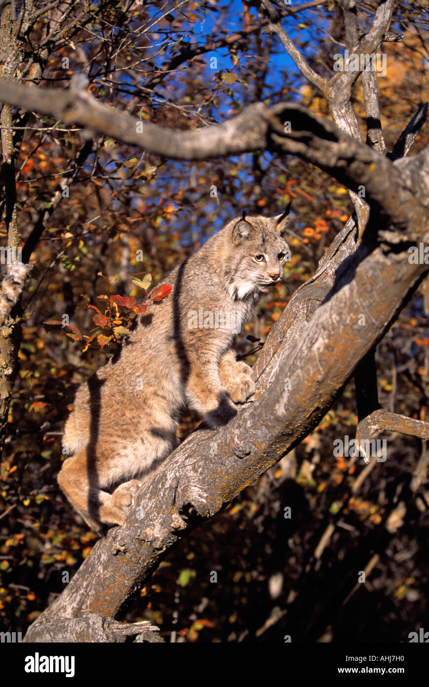 Bobcat Stalking Stock Photos & Bobcat Stalking Stock Images Alamy
