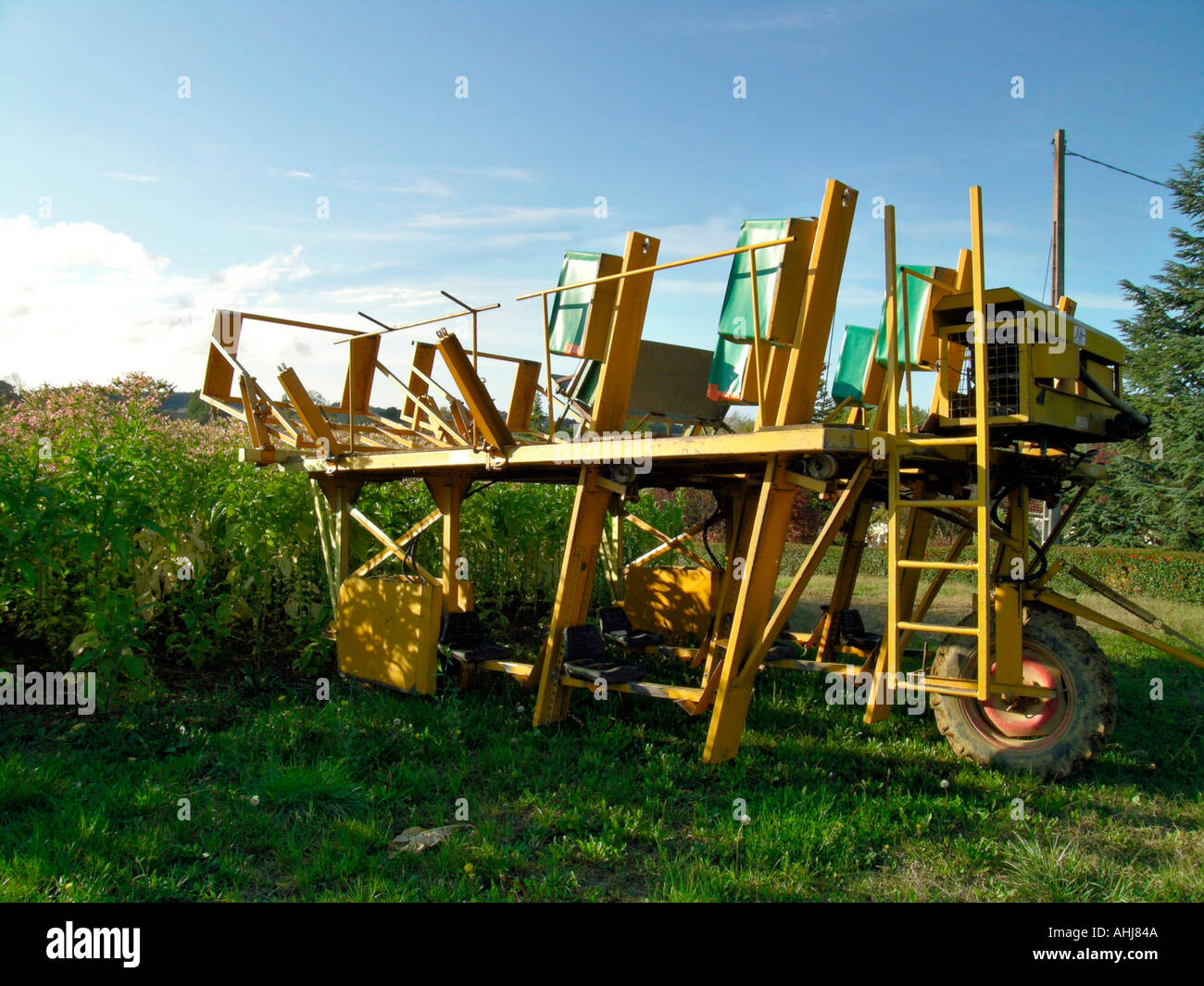 Tabacco harvest field hi-res stock photography and images - Alamy