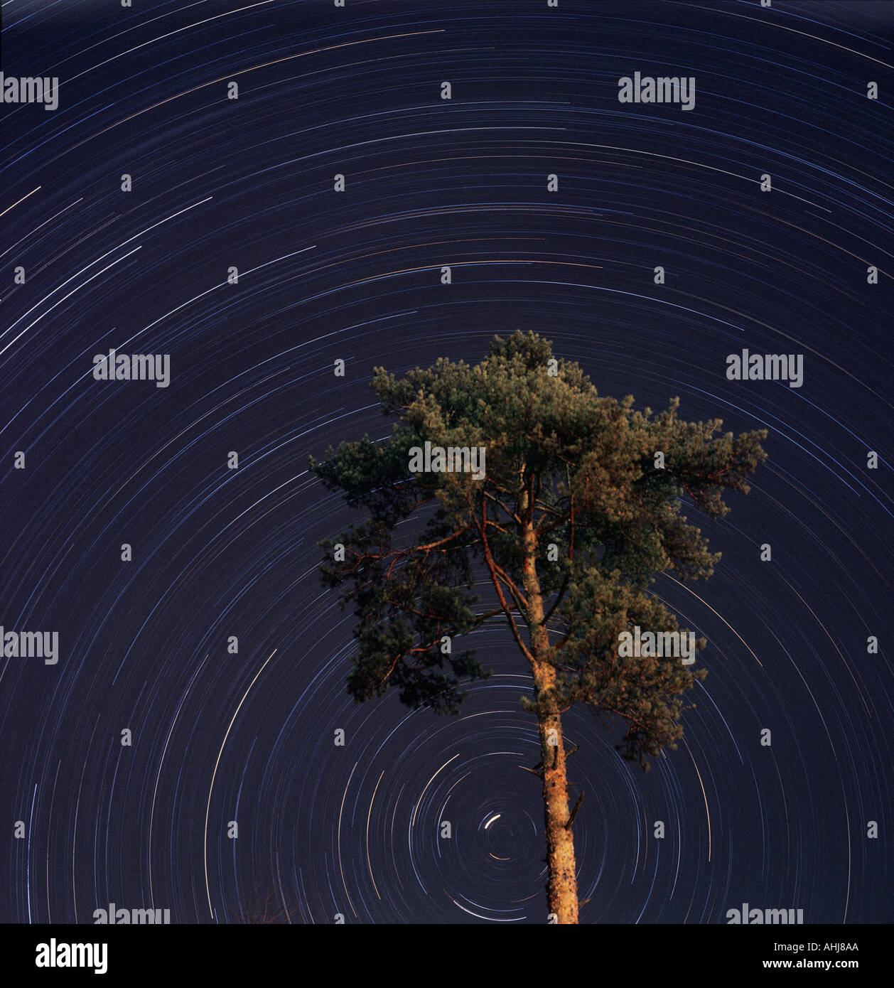 pine stars three hour exposure time Bavaria Germany Stock Photo