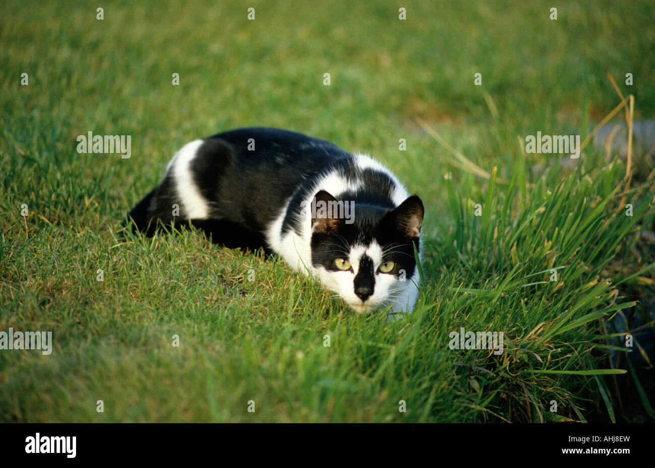 Hauskatze schwarz weiß schleichend domestic cat black and white creeping Stock Photo
