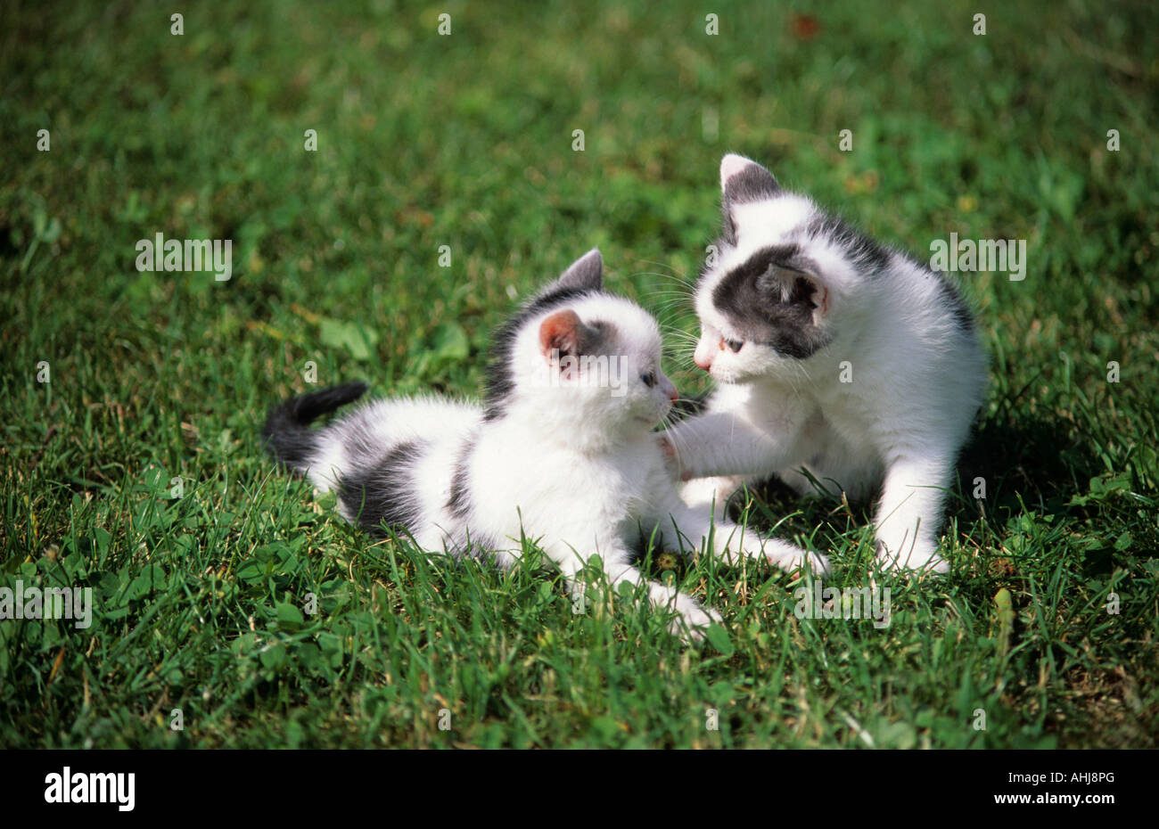 zwei junge Katzen auf Wiese two young cats on meadow Stock Photo