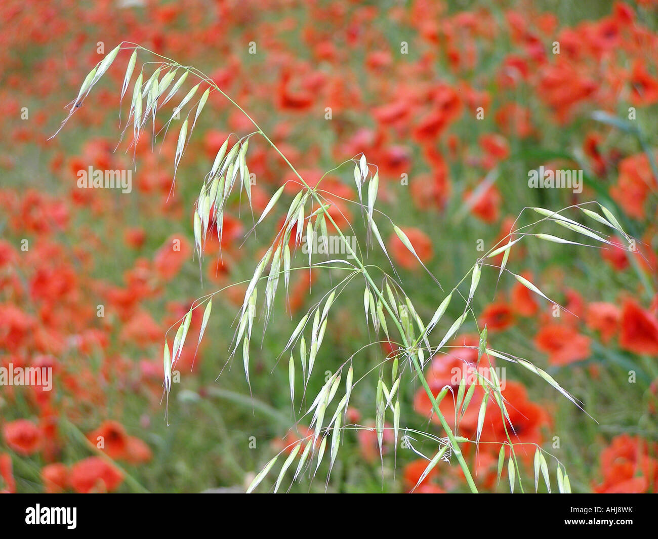 silvery grass seedhead in sharp focus contrasting with diffused background of massed flowers of Field Poppy, Common, Flanders, Red or Corn Poppy Stock Photo