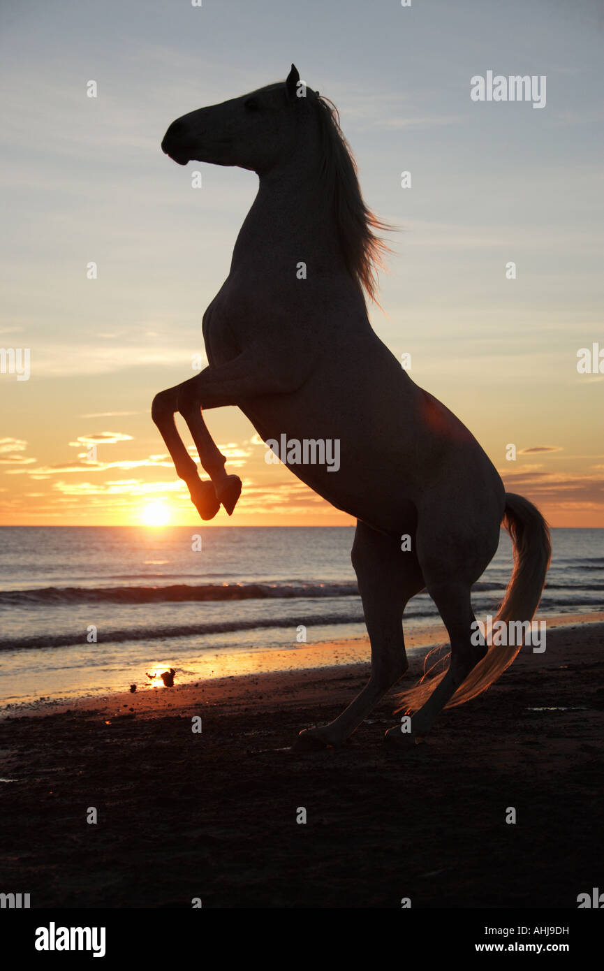 horse (Lipizzan mix) - rearing Stock Photo