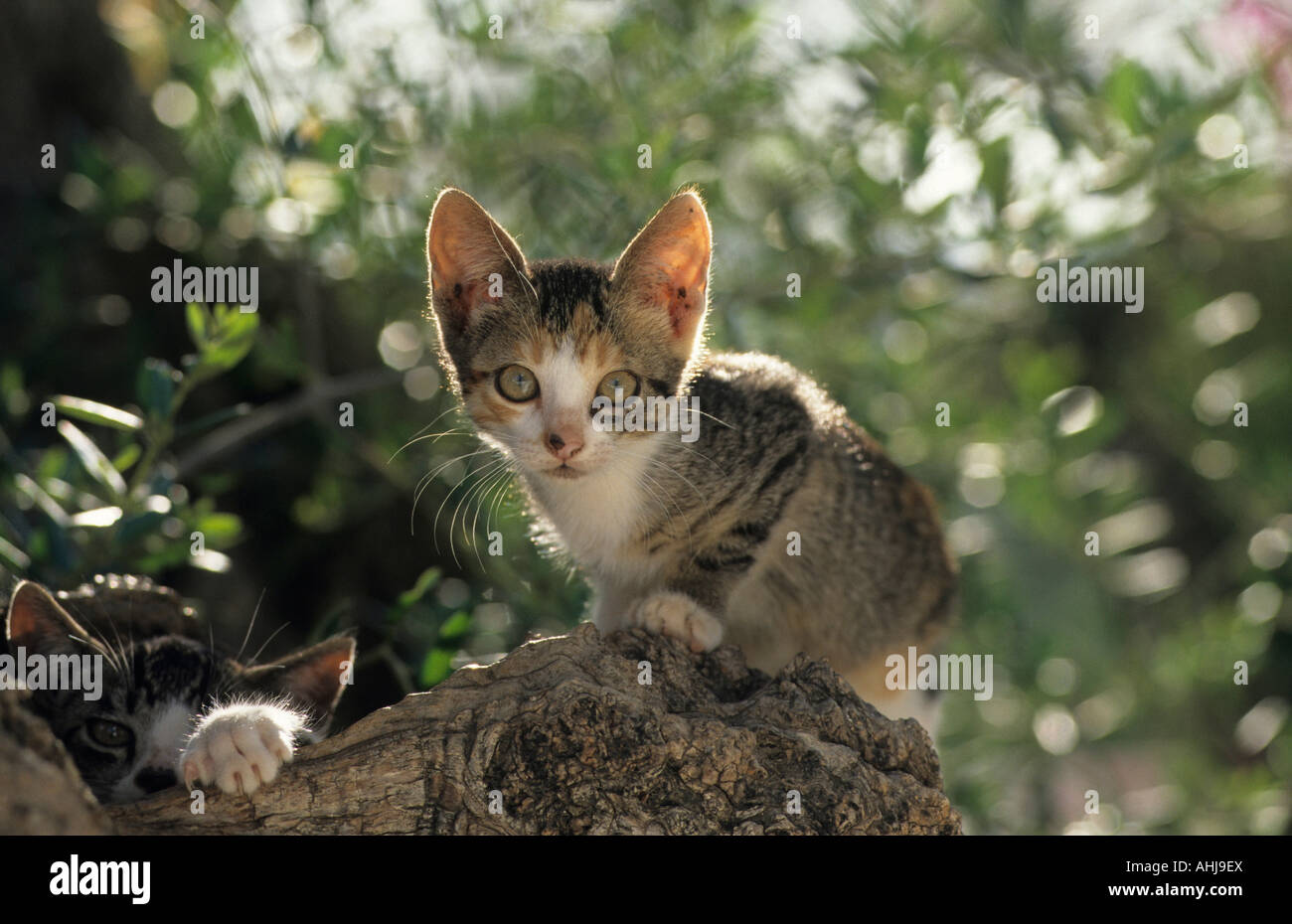 Hauskatzen Jungtiere auf Baum sitzend domestic cats kitten sitting on tree Stock Photo