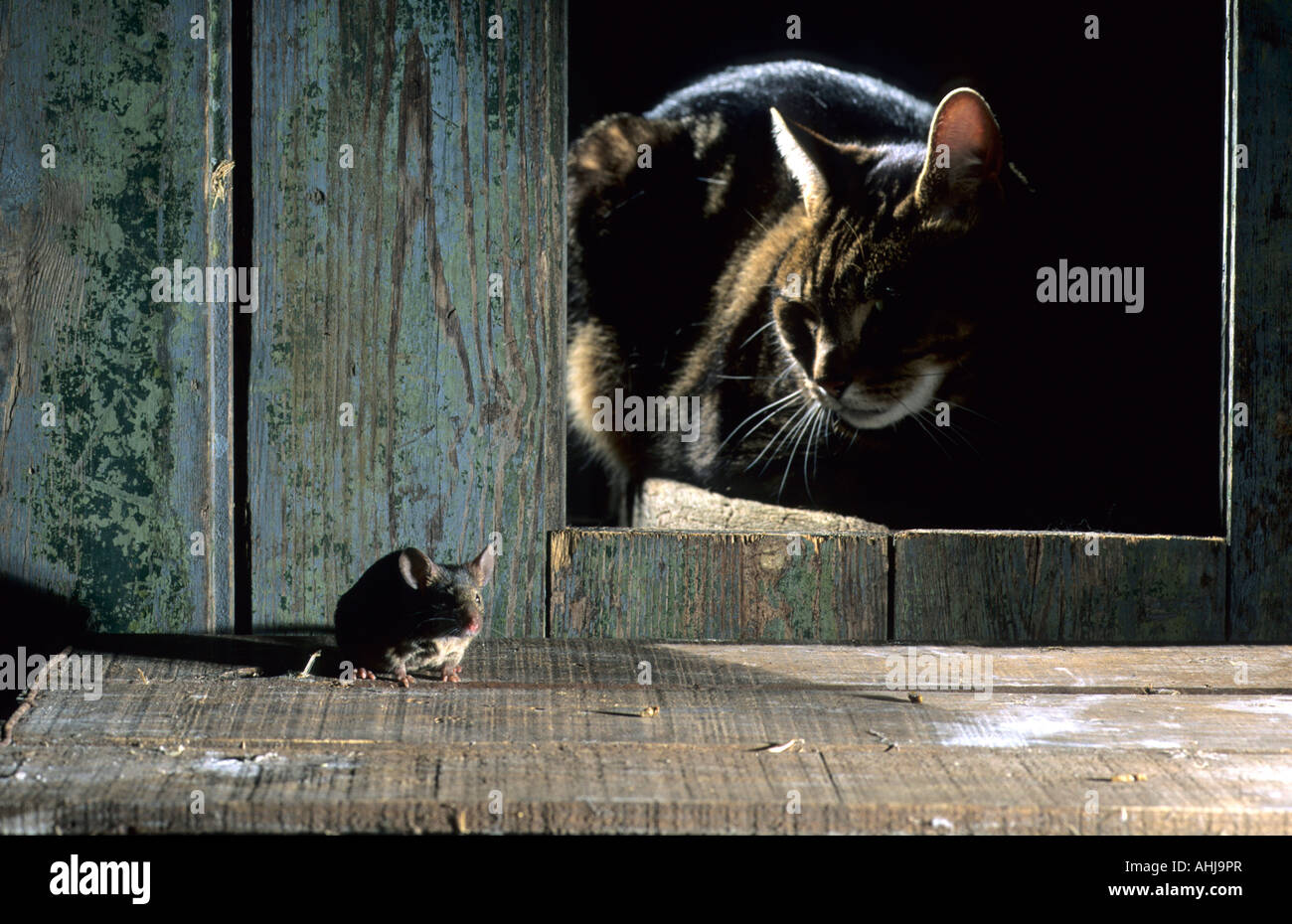Katze lauernd vorne Maus cat lurking mouse in front Stock Photo
