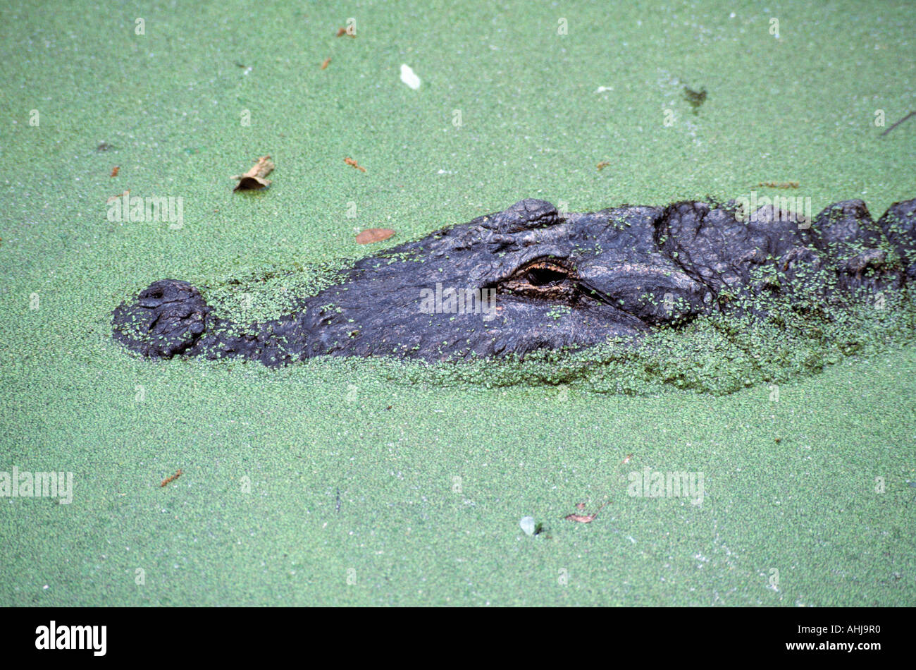 American alligator in duckweed Stock Photo