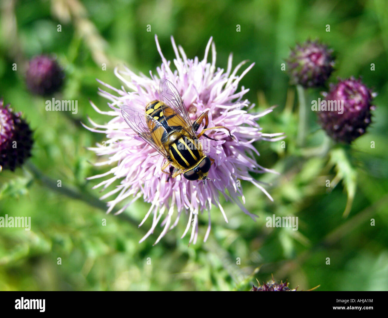 Sunfly (Helophilus pendulus) a harmless beneficial yellow and black ...