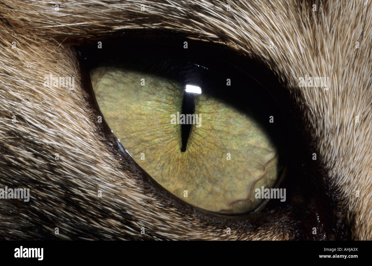 Katze Detail Auge cat detail eye Stock Photo