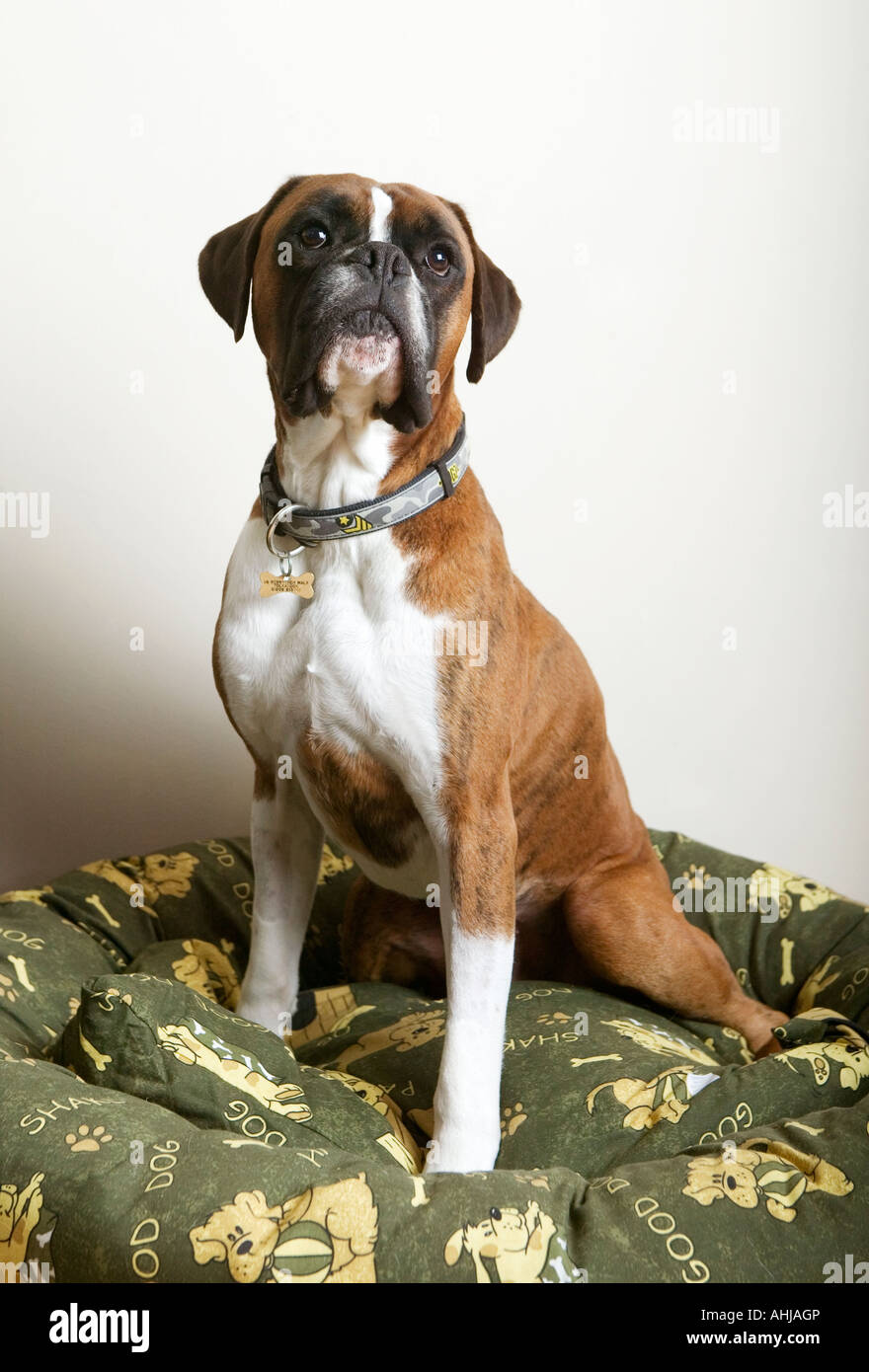 Boxer dog on his bed Stock Photo Alamy