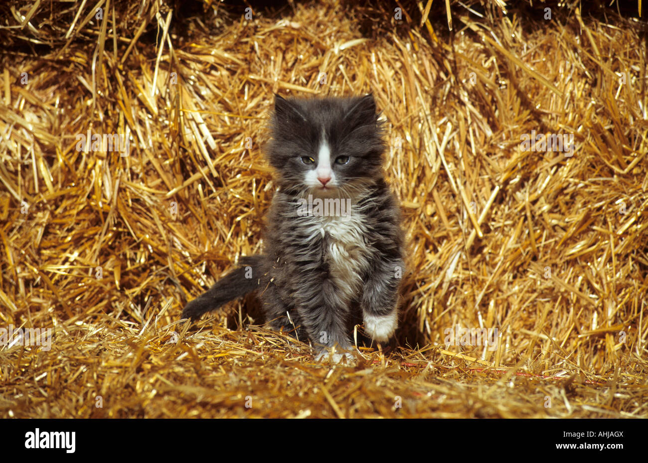 junge Katze im Stroh young cat in straw Stock Photo