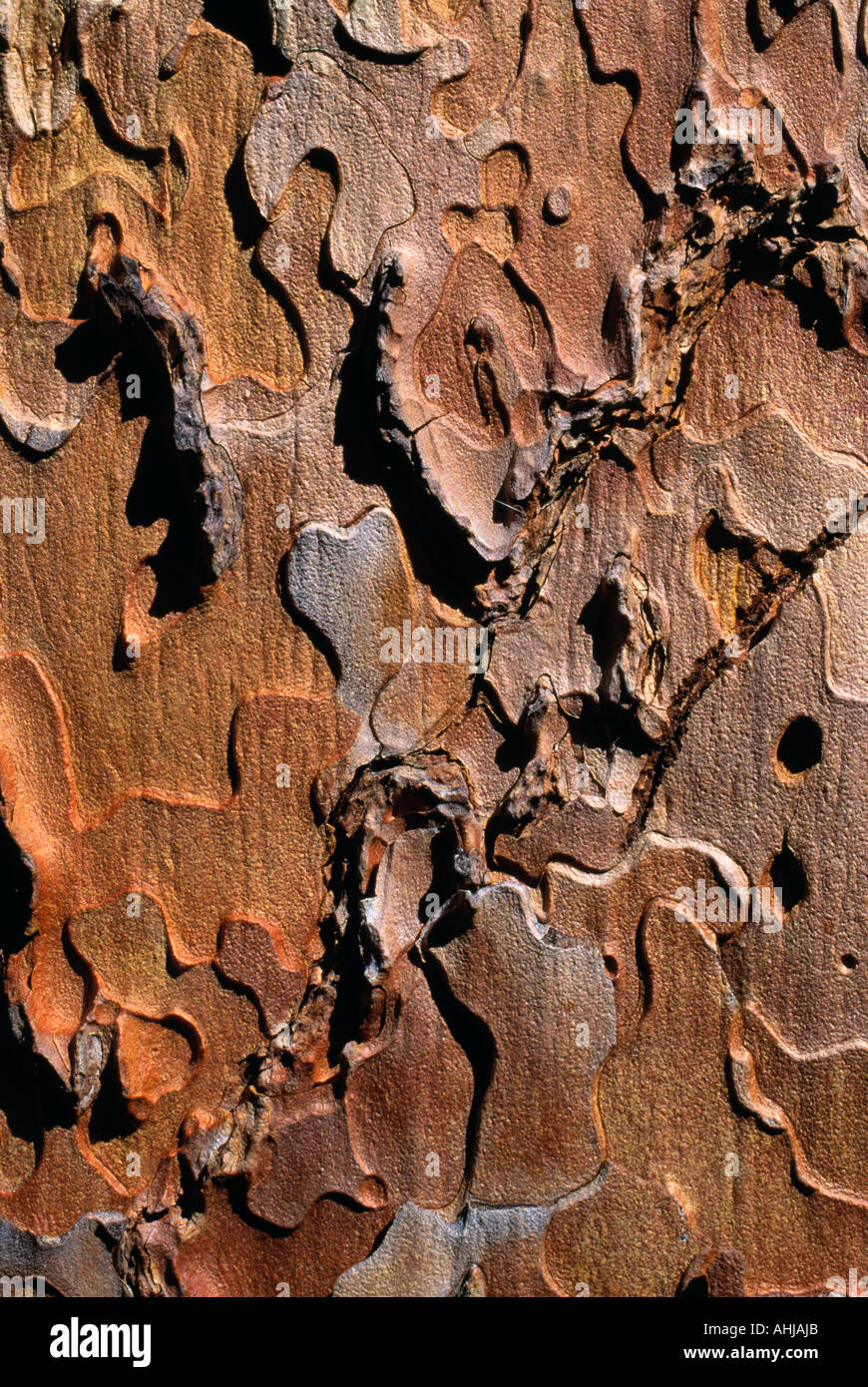 Close up of the bark on a Ponderosa pine Stock Photo