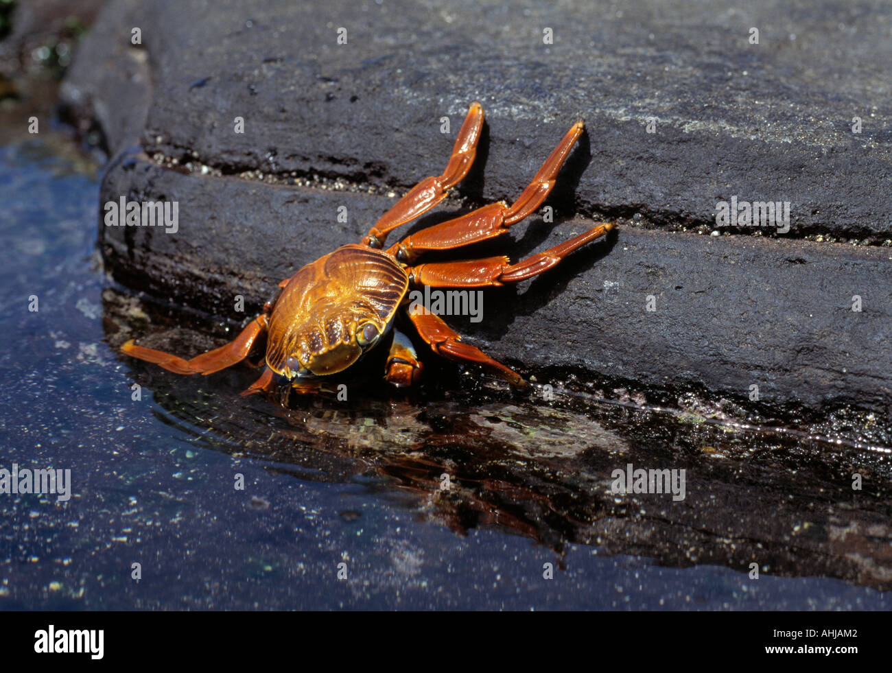 Sally Lightfoot crab Santiago Island Stock Photo