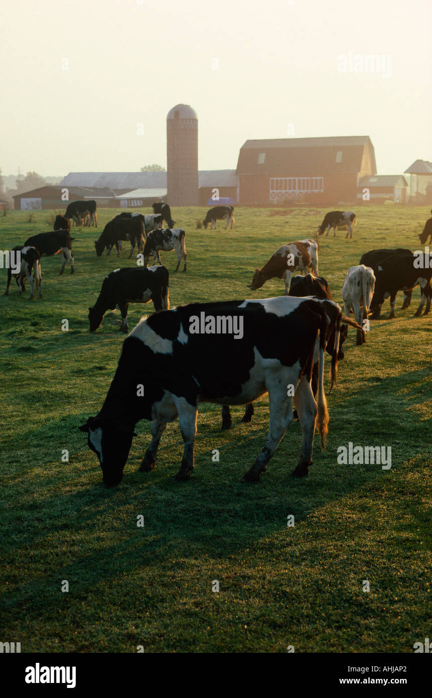 Dairy cattle grazing Stock Photo - Alamy