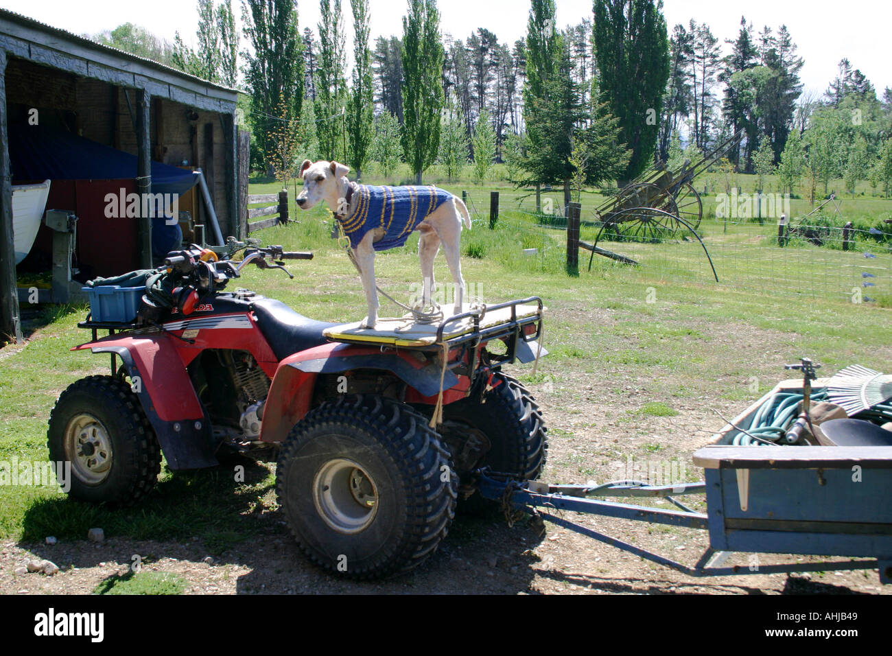 dog enjoying farmlife riding on a tractor South Island New Zealand Stock Photo