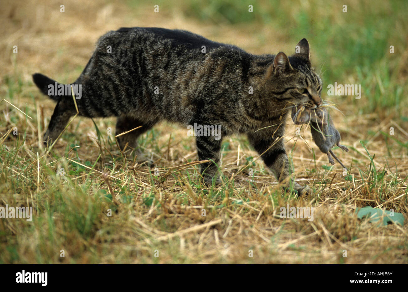 Hauskatze mit Maus als Beute domestic cat with mouse prey Stock Photo