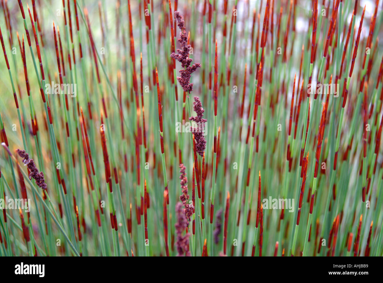 South african grasses hi res stock photography and images Alamy