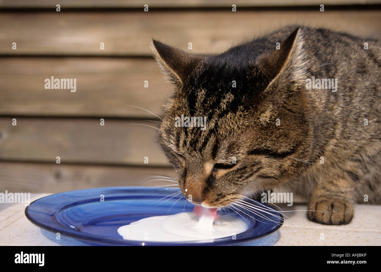 Hauskatze Milch aus Teller trinkend domestic cat drinking milk of the plate Stock Photo