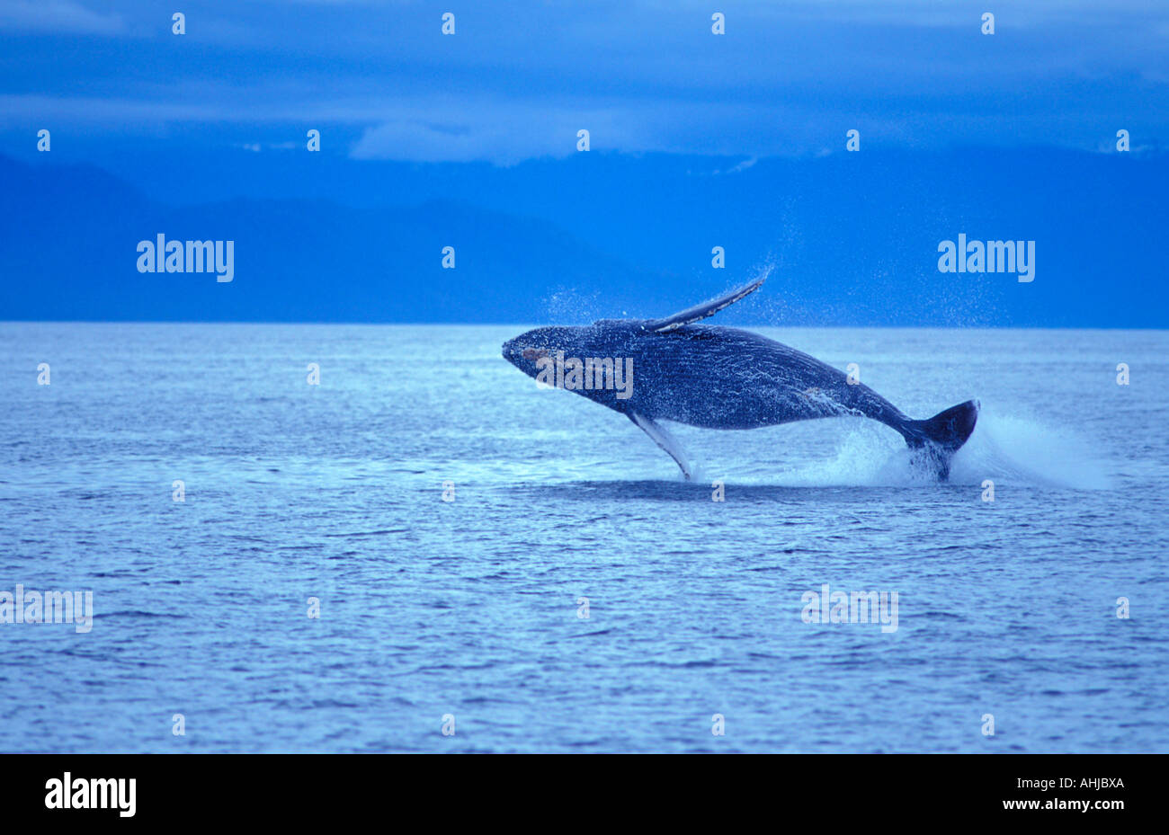 John whale hi-res stock photography and images - Alamy