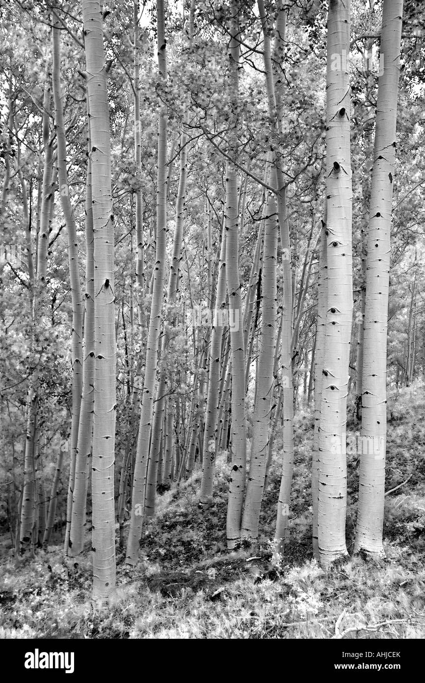 Aspen Grove Dixie National Forest Utah Stock Photo