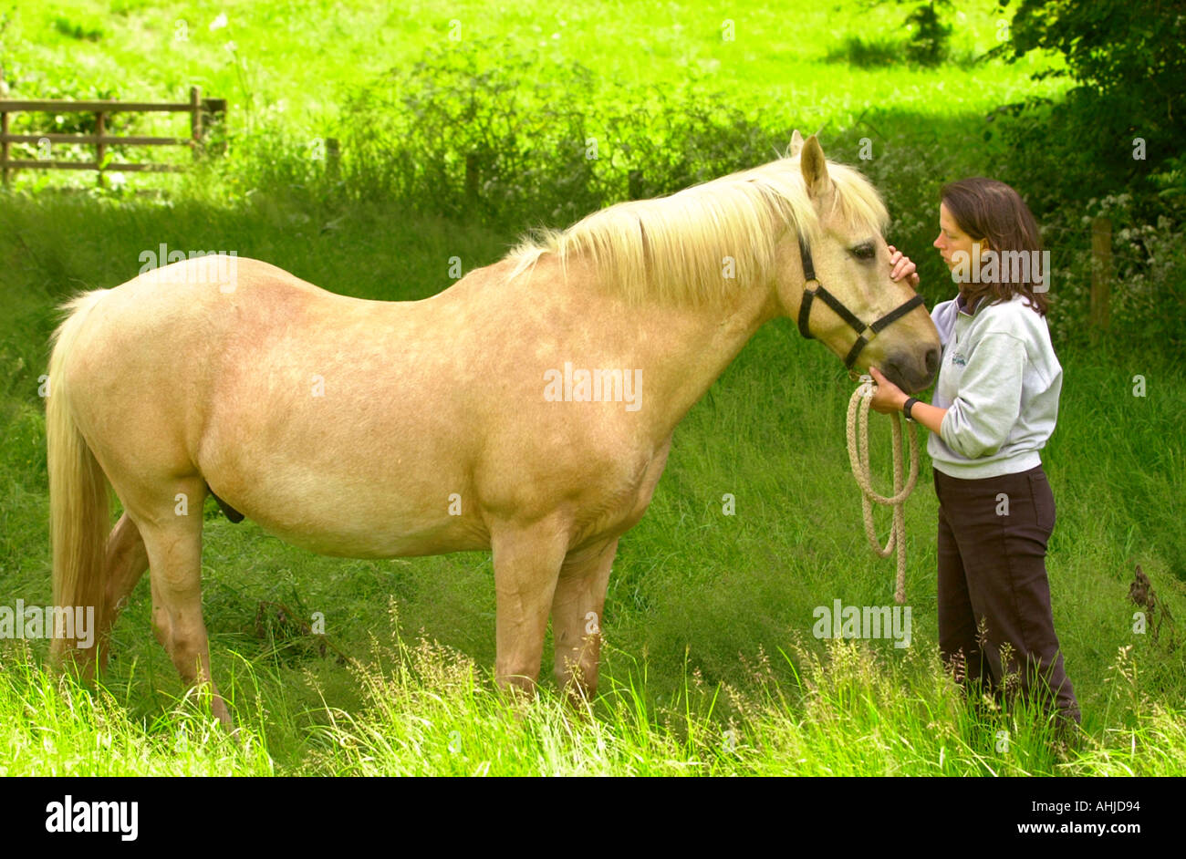 RE HORSE WHISPERER NICOLE GOLDING WHO USED HER TECHNIQUES TO HELP THE