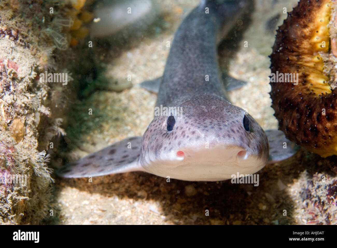 Head-on underwater view of a Lesser Spotted Dogfish Stock Photo