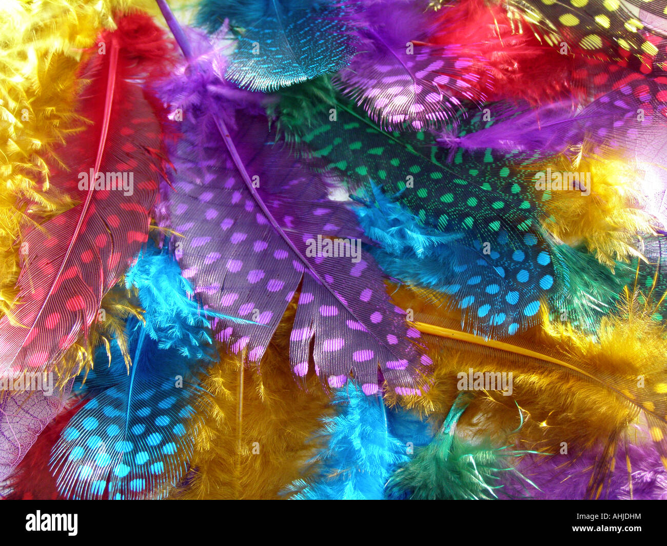 kaleidoscope of multi-coloured dyed Guinea-fowl feathers Stock Photo