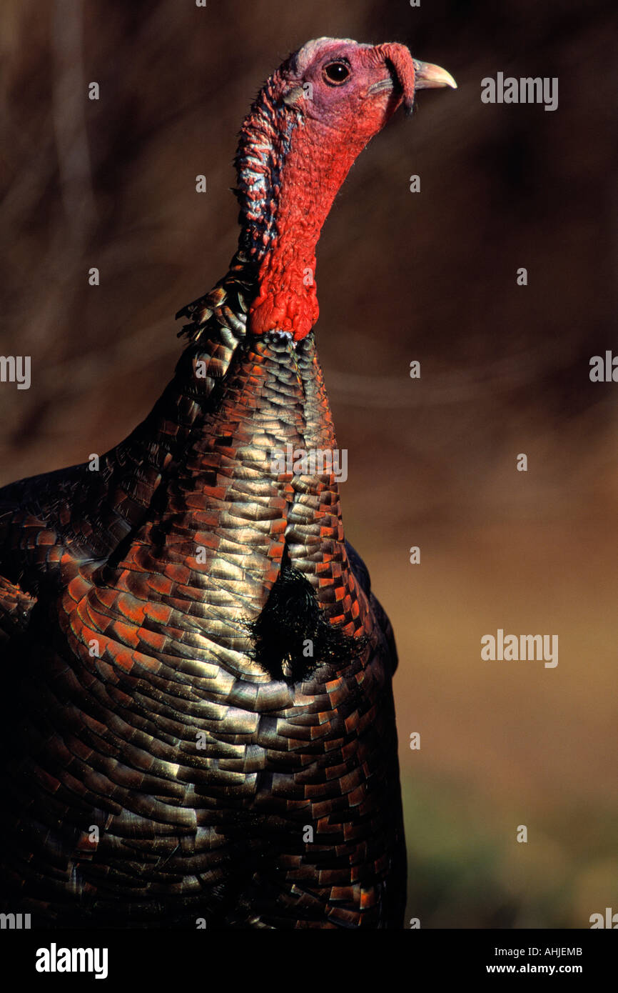 Eastern turkey tom Stock Photo Alamy